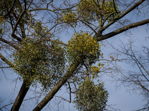 Ostravské stromy dostanou čerstvý sestřih. Arboristé je ošetří a odstraní jmelí