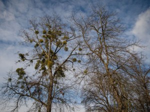 Ostravské stromy dostanou čerstvý sestřih. Arboristé je ošetří a odstraní jmelí