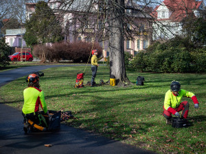 Ostravské stromy dostanou čerstvý sestřih. Arboristé je ošetří a odstraní jmelí