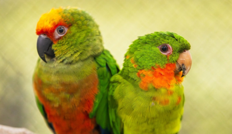 Vzácní papoušci i orchideje. Olomoucké výstaviště nabízí dvě akce plné exotiky