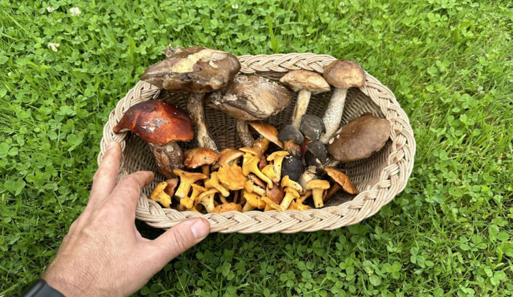 Muchomůrka tygrovaná nebo masák? V Písku už řešili dvě vážné otravy