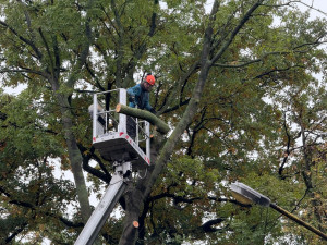 V Bohumíně kácí stromy, úprava stoletého parku Petra Bezruče je v nejhlučnější fázi