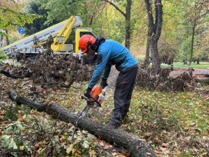 V Bohumíně kácí stromy, úprava stoletého parku Petra Bezruče je v nejhlučnější fázi