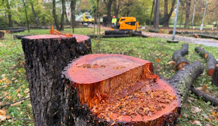 V Bohumíně kácí stromy, úprava stoletého parku Petra Bezruče je v nejhlučnější fázi. Foto: Se svolením města Bohumín