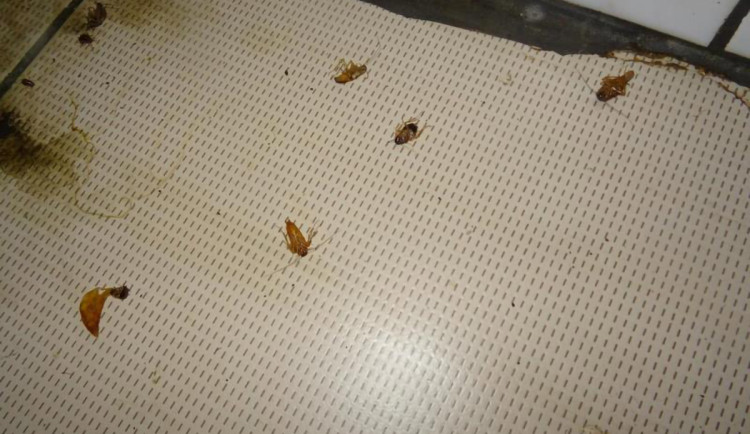 Švábi v suterénu? Prostory k restauraci nepatří, hájí se olomoucký podnik