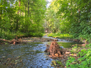 Lesy ČR v Moravskoslezském kraji obnovily koryta Frýdlantské Ondřejnice a Čermné