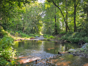 Lesy ČR v Moravskoslezském kraji obnovily koryta Frýdlantské Ondřejnice a Čermné