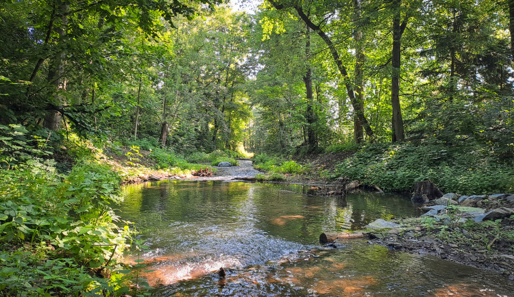 Lesy ČR v Moravskoslezském kraji obnovily koryta Frýdlantské Ondřejnice a Čermné