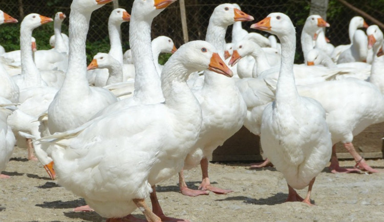 Farma v Rohozné vykrmila téměř 2000 hus, všechny už jsou rozebrané