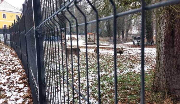 Policie uzavřela případ uhynulých zvířat v zámeckém parku. Trestný čin nepotvrdila
