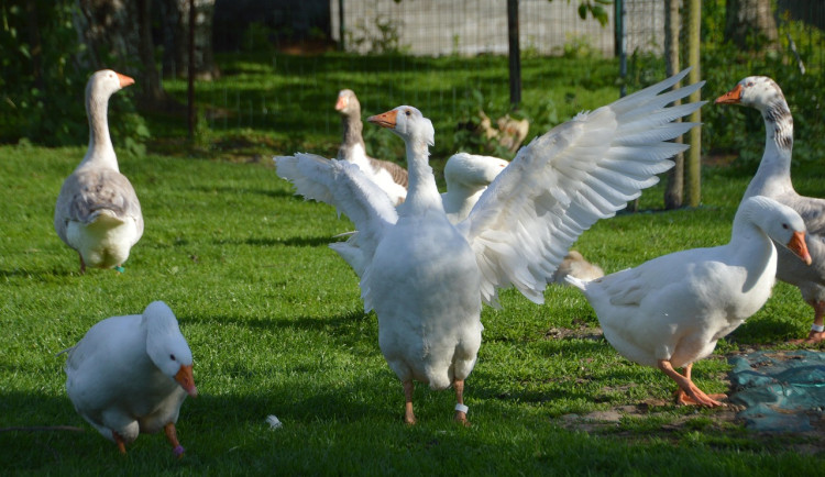 Veterinární správa potvrdila výskyt ptačí chřipky v malochovu v Českém Těšíně