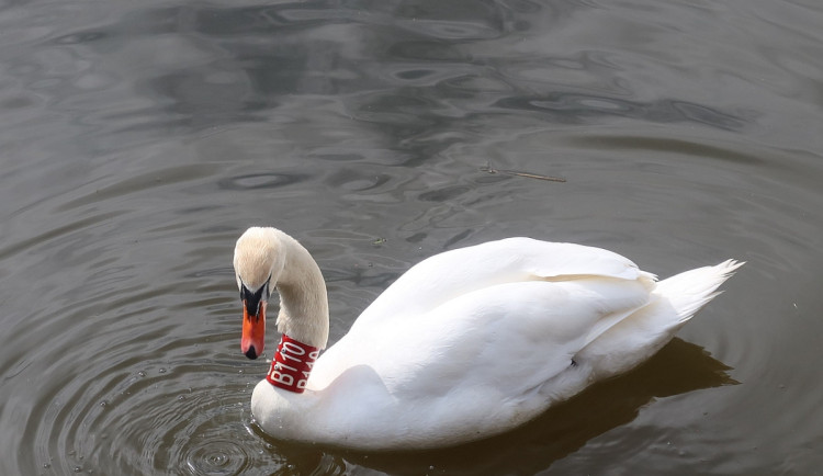 Obávaný Trenér se na zimu vrátil do svého teritoria. Útočit začne až na jaře