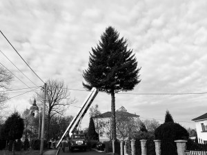 Na náměstí v Orlové se tyčí vánoční jedlovec s příběhem. Je starý více než půl století