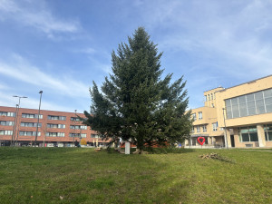 Na náměstí v Orlové se tyčí vánoční jedlovec s příběhem. Je starý více než půl století