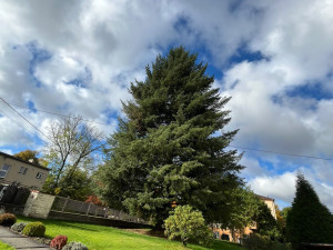 Na náměstí v Orlové se tyčí vánoční jedlovec s příběhem. Je starý více než půl století