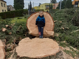 Na náměstí v Orlové se tyčí vánoční jedlovec s příběhem. Je starý více než půl století