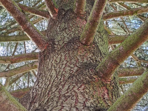 Na náměstí v Orlové se tyčí vánoční jedlovec s příběhem. Je starý více než půl století