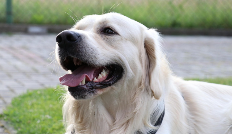 U lesa na Máji někdo nejspíš tráví psy, varovala veterina. Události řeší policie