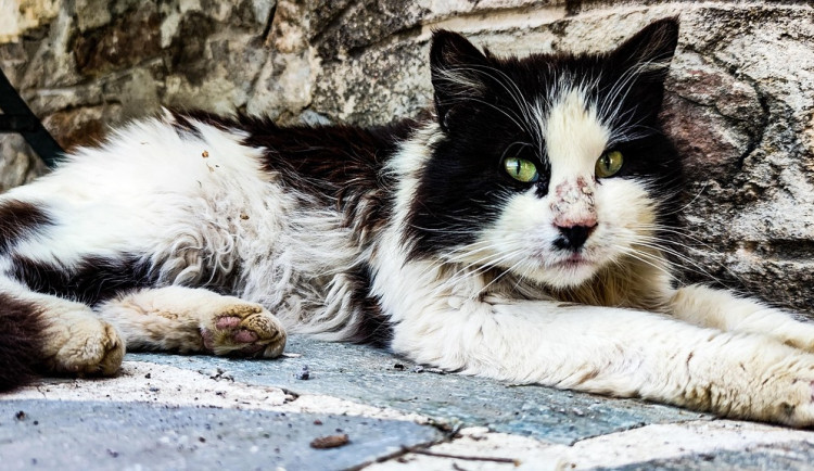 Problém s přemnoženými kočkami chce město vyřešit novou záchytnou stanicí