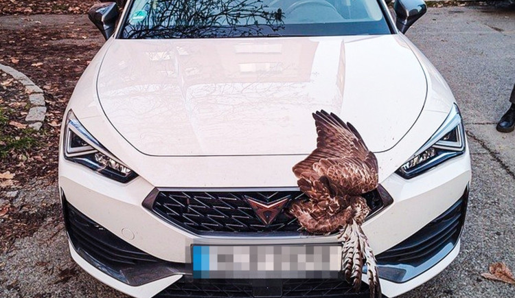 Bizarní nehoda skončila mrtvým dravcem zaklíněným v masce auta šokovaného řidiče