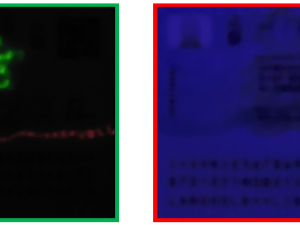 Padělek dokladu - vlevo vidíte, jak má vypadat originál, napravo padělek.