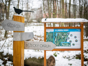 Relax mezi tůněmi. Bělský les láká novými povalovými chodníky v délce 566 metrů