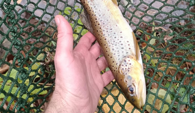 TIP NA VÍKEND: Chcete si zachytat pstruhy? V Prostějově rybáři pořádají akci pro veřejnost