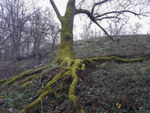 Vlnovka na stromě? Jde o biotopový strom, zůstane až do úplného rozpadu