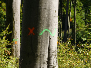 Vlnovka na stromě? Jde o biotopový strom, zůstane až do úplného rozpadu