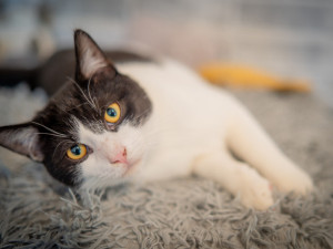 Vánoční návštěvy útulků. Frýdek-Místek pokračuje v pomoci opuštěným zvířatům