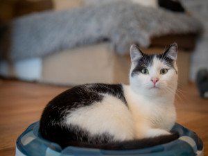 Vánoční návštěvy útulků. Frýdek-Místek pokračuje v pomoci opuštěným zvířatům