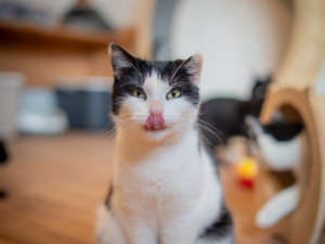 Vánoční návštěvy útulků. Frýdek-Místek pokračuje v pomoci opuštěným zvířatům