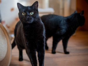 Vánoční návštěvy útulků. Frýdek-Místek pokračuje v pomoci opuštěným zvířatům