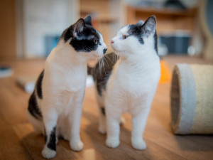 Vánoční návštěvy útulků. Frýdek-Místek pokračuje v pomoci opuštěným zvířatům