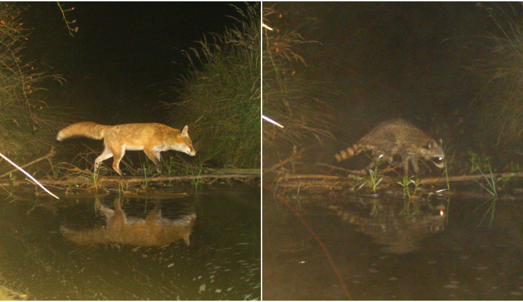 FOTO: Opatrná liška i nevítaný mýval. Podívejte se, co zachytily fotopasti v Brdech