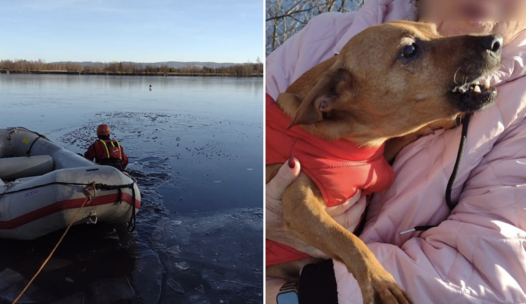 Pejsek uvízl na tenkém ledě u Habartova, hasiči ho zachránili