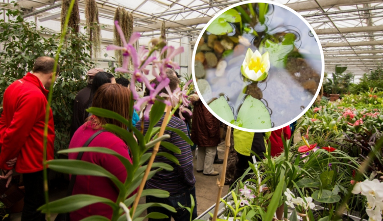 Vzácný leknín trpasličí obohatil sbírku ostravské zoologické zahrady