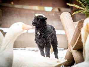 VIDEO: Zimní překvapení v Zoo Ostrava, narodilo se tam pět tmavých jehňat valašek