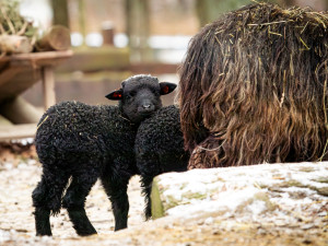 VIDEO: Zimní překvapení v Zoo Ostrava, narodilo se tam pět tmavých jehňat valašek