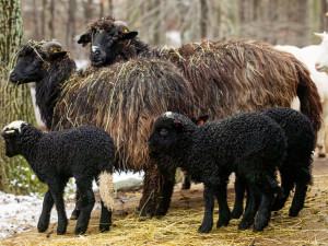 VIDEO: Zimní překvapení v Zoo Ostrava, narodilo se tam pět tmavých jehňat valašek