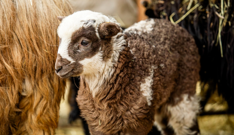 VIDEO: Zimní překvapení v Zoo Ostrava, narodilo se tam pět tmavých jehňat valašek