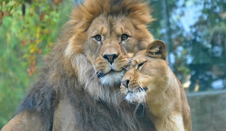 Zoo v Liberci měla loni podprůměrnou návštěvnost, zájem ovlivnil stavební ruch