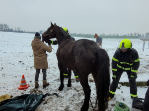 Záchrana kobyly Emilie zaměstnala hasiče, klisna upadla a nedokázala sama vstát
