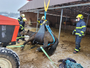 Záchrana kobyly Emilie zaměstnala hasiče, klisna upadla a nedokázala sama vstát