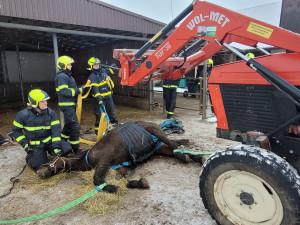 Záchrana kobyly Emilie zaměstnala hasiče, klisna upadla a nedokázala sama vstát