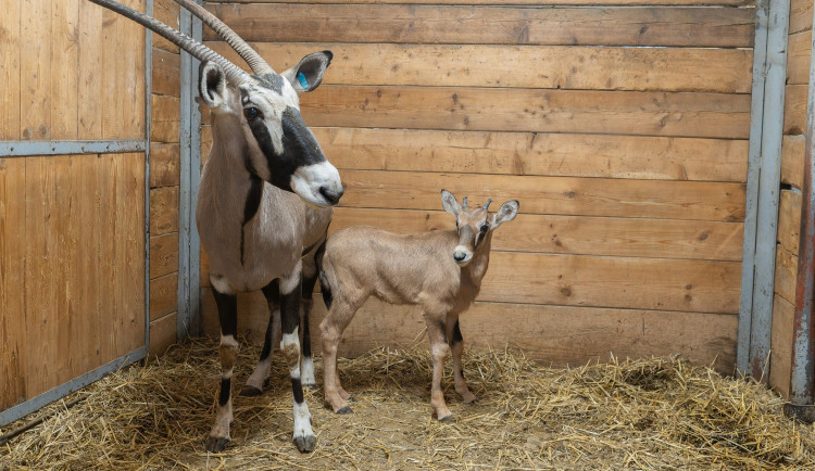 Samička oryxe je prvním mládětem letoška v olomoucké zoo. Je zde největší stádo v Evropě