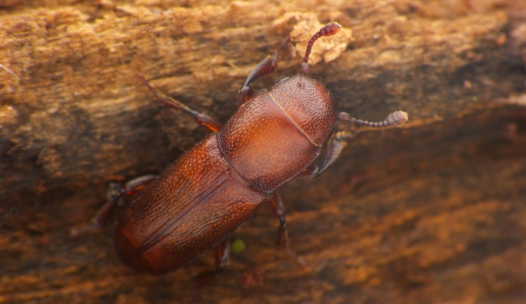Vzácný brouk se po sto letech vrátil do Česka. Vědci ho našli na Soutoku