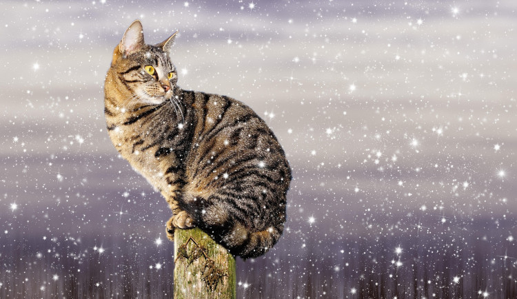 Liberec rozdává v mrazech polystyrenové boudy pro venkovní kočky