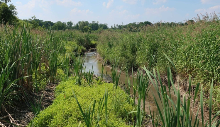 Jistebnické mokřady se staly přírodní rezervací. K vidění je i hnízdo orla mořského