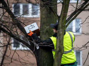 Ptačí budky v Ostravě slaví rekordní úspěch, oblíbily si je hlavně sýkorky